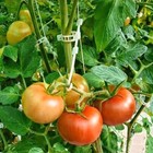 Клипса садовая, d=23 мм, набор 50 шт., Greengo - Фото 6