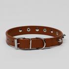 Ошейник "Лион" с шипами 45 х 2 см, ОШ 34-40 см, коричневый - Фото 2