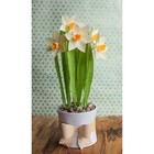 Бумага гофрированная, 576 "Светло-оранжевая", 0,5 х 2,5 м - Фото 3