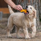 Игрушка пищащая малая "Косточка с лапками" для собак, 8,5 см - фото 8256977