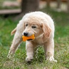 Игрушка пищащая малая "Косточка с лапками" для собак, 8,5 см - фото 8256978