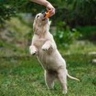 Игрушка пищащая малая "Косточка с лапками" для собак, 8,5 см - фото 8256979