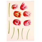 Наклейка Тюльпаны М 33,5*47 см - Фото 1
