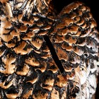 Копилка "Сокол", бронзовая, гипс, 31 см, микс - Фото 5