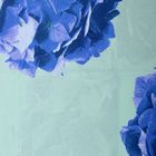 Постельное бельё евро Блакит «Гортензия», 215х225 см, 220х240 см, 70х70см — 2 шт - Фото 2