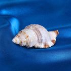 Морская раковина декоративная Циматиум пилар средний шт. 8802 - Фото 1