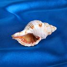 Морская раковина декоративная Циматиум пилар средний шт. 8802 - Фото 2