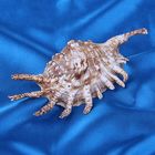 Морская раковина декоративная Ламбис ламбис 6up XL 6051 - Фото 1