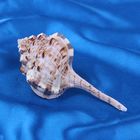 Морская раковина декоративная Мурекс хаустелиум (малый) 4529 - Фото 1