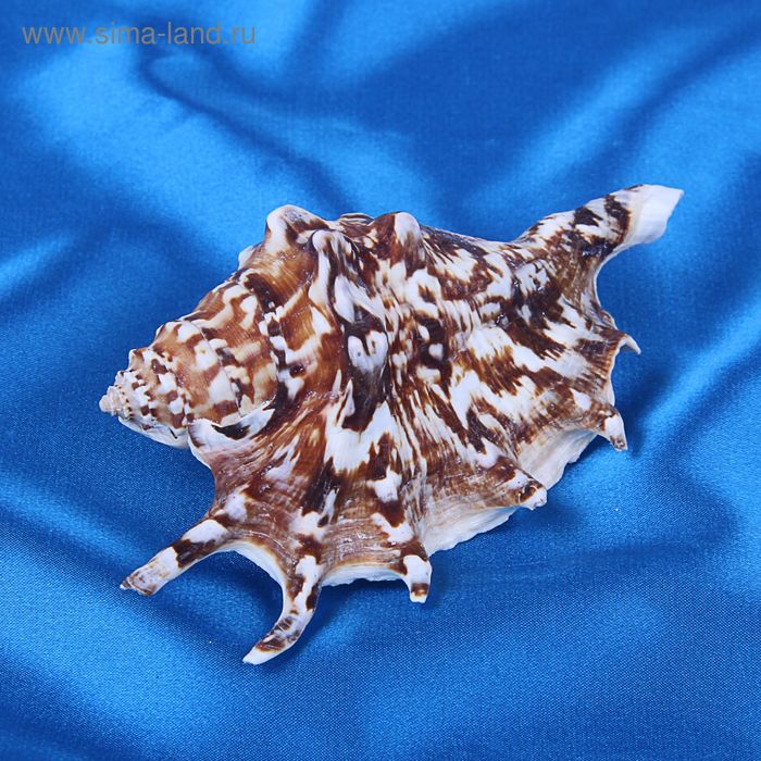 Морская раковина декоративная Ламбис черный  средний 5594 - Фото 1