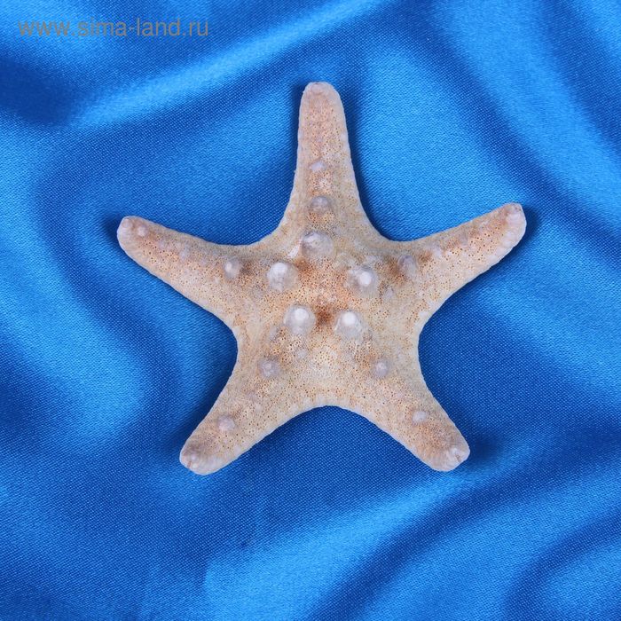 Морская звезда филиппинская 5-7см   5777 - Фото 1