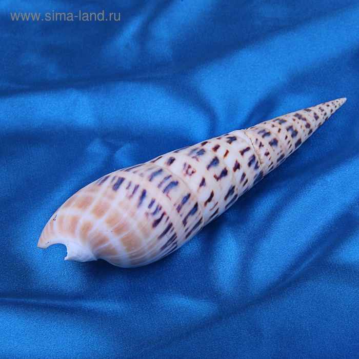 Морская раковина декоративная Теребра макулата 15-18 см, 1334 - Фото 1