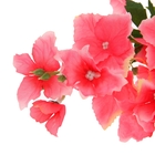 Цветы искусственные 80 см d-6,5 см ипомея розовая - Фото 2