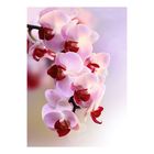 Фотообои 21-0007-FR "Ветка орхидеи", 200х280 см - Фото 1