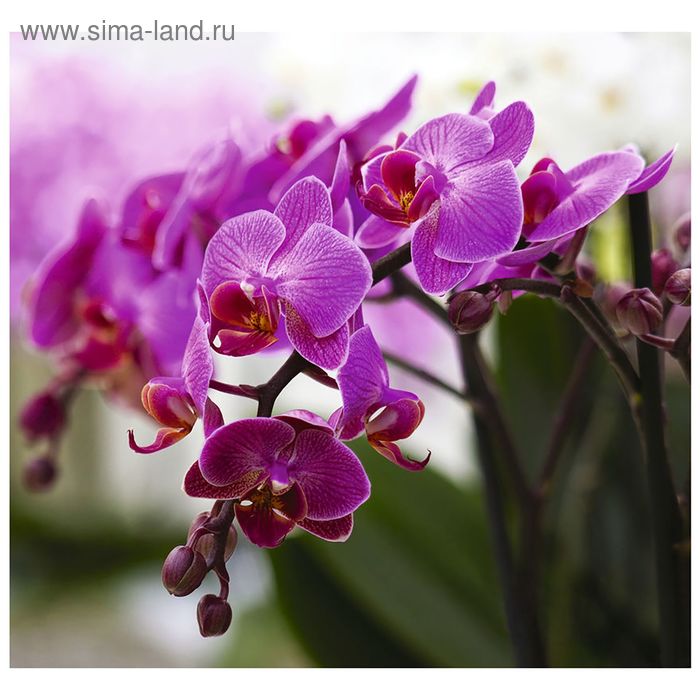 Фотообои 31-0066-FV "Прекрасные орхидеи", 300х280 см - Фото 1
