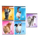 Тетрадь 48 листов клетка "Коты", картонная обложка, МИКС - Фото 1