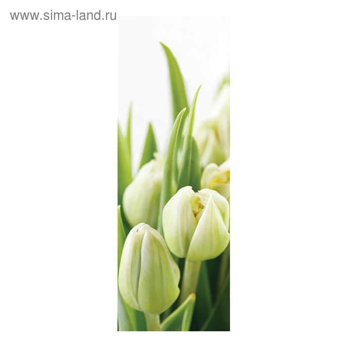 Фотообои "Белые тюльпаны" 11-0160-FG, 100х280 см - Фото 1