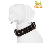 Ошейник кожаный тисненый однослойный, безразмерный, 74×4.5 см, ОШ 35-65 см, микс цветов - Фото 1