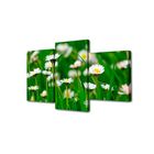 Картина модульная на подрамнике "Ромашковое поле" 26х30см; 26х40см; 26х50см 50*80см - Фото 1