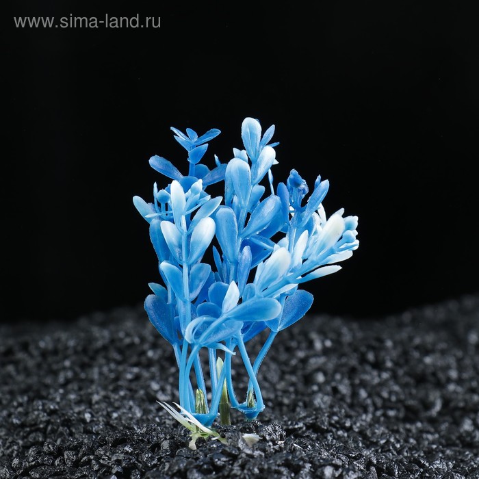 Растение искусственное аквариумное Альтернантера сидячая, 10 см, бело-синяя - Фото 1