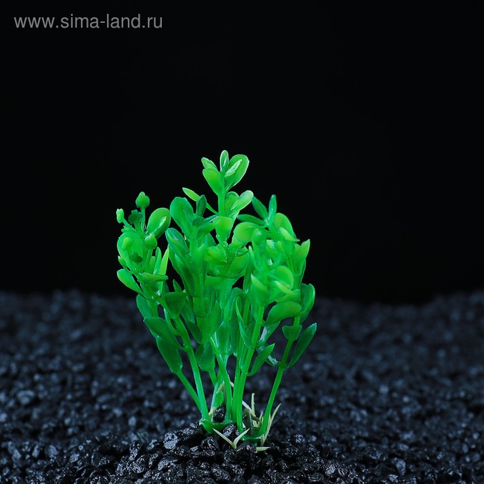 Растение искусственное аквариумное Ротала круглолистная, 10 см, зеленая - Фото 1