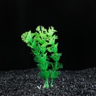 Растение искусственное аквариумное Амбулия, 10 см, зеленая - Фото 2