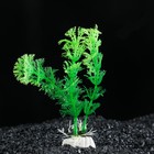 Растение искусственное аквариумное Амбулия, 10 см, зеленая - Фото 1