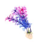 Растение искусственное аквариумное Амбулия, 10 см - Фото 2