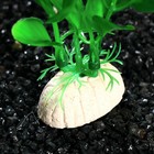 Растение искусственное аквариумное Бакопа каролинская, 20 см - Фото 4