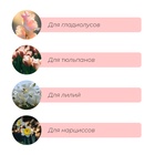 Корзина для посадки луковичных растений, круглая, d=30 см, h=8 см, чёрная - Фото 4