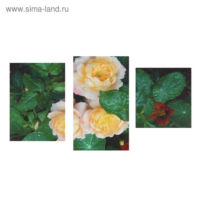 Картина модульная на подрамнике "Садовые розы" 90х60 см (30х60, 30х40, 30х50) - Фото 1