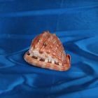 Морская раковина декоративная Ципрея кассис руфа "5" 6162 - Фото 1