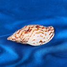 Морская раковина декоративная Турбинелла Парум 6039 - Фото 1