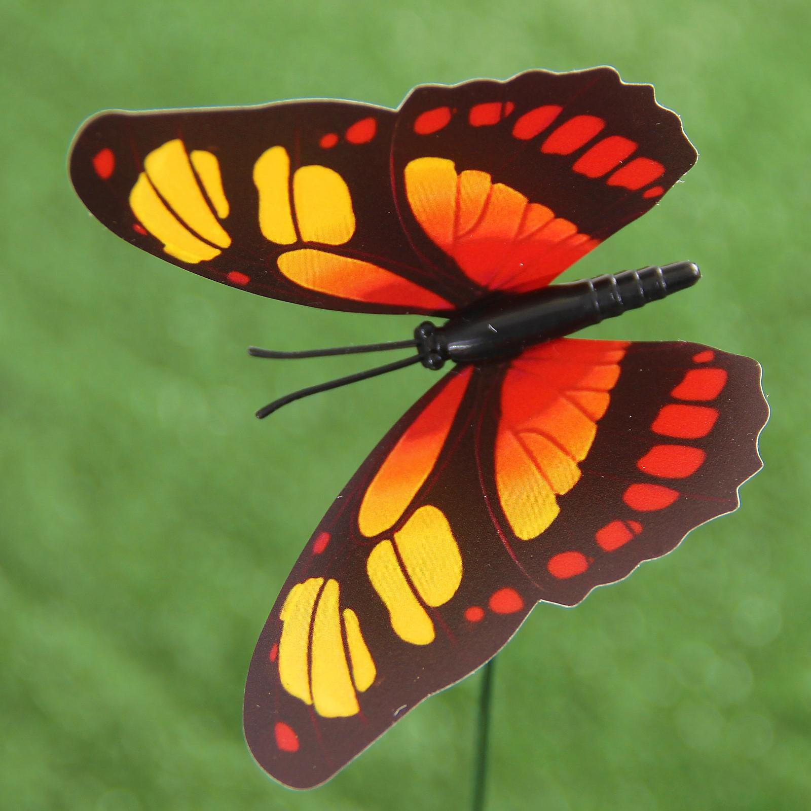 Butterfly x