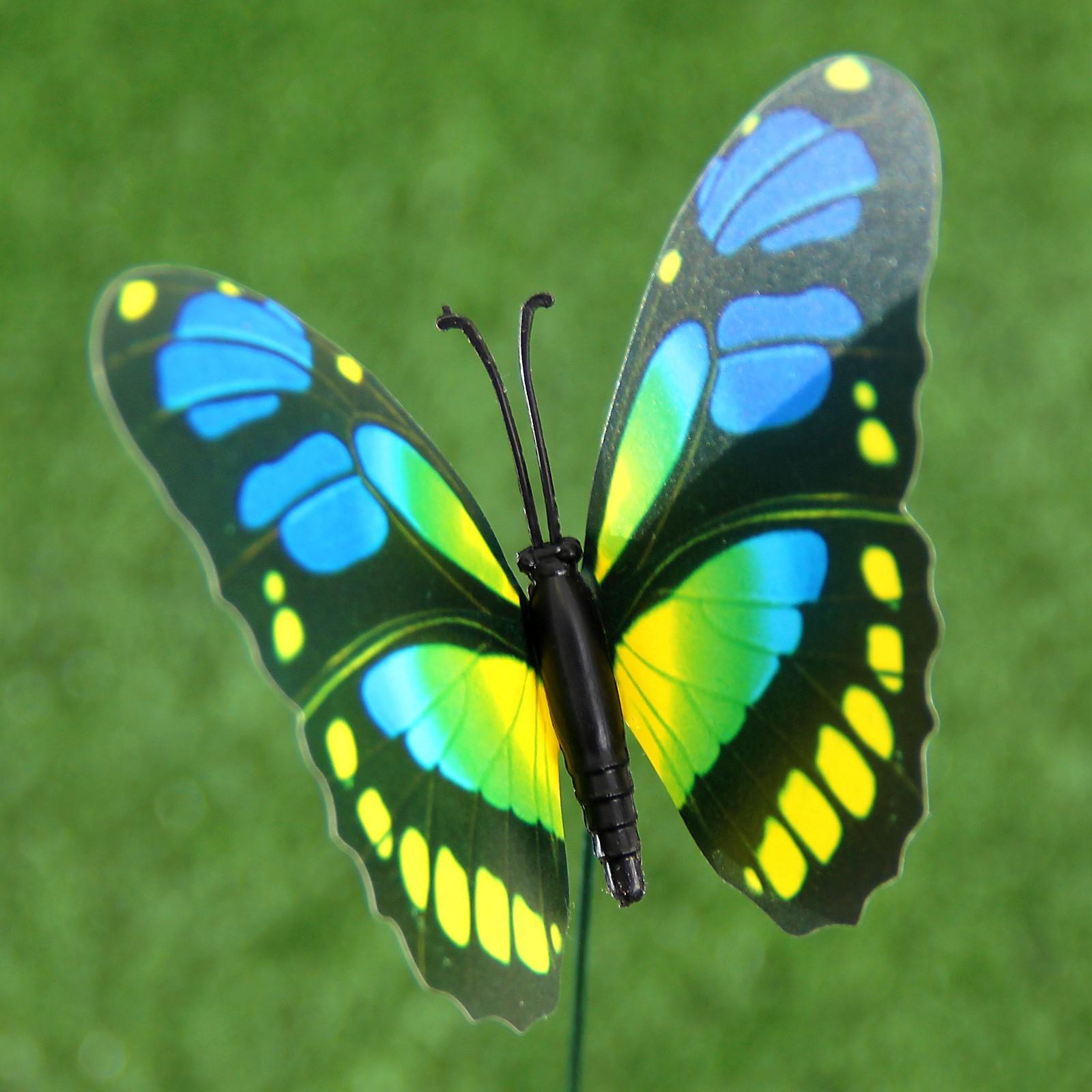 Butterfly x
