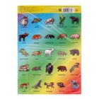 Карточки обучающие на магнитах «Животные» - Фото 2