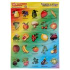Карточки обучающие «Фрукты, ягоды, овощи и грибы», на магнитах - Фото 1